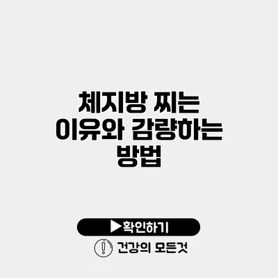 체지방 찌는 이유와 감량하는 방법