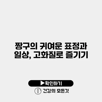 짱구의 귀여운 표정과 일상, 고화질로 즐기기